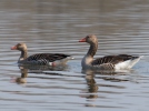 Greylag Goose