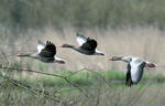 Greylag Goose