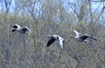 Greylag Goose