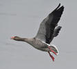 Greylag Goose