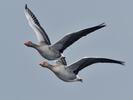 Greylag Goose