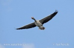 Greylag Goose