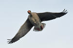 Greylag Goose