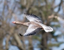 Greylag Goose