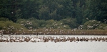 Greylag Goose