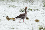 Greylag Goose