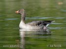 Greylag Goose