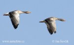 Greylag Goose