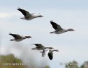 Greylag Goose