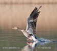 Greylag Goose