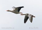 Greylag Goose