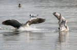 Greylag Goose