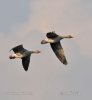 Greylag Goose