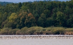 Greylag Goose Cormoran