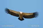 Griffon Vulture