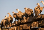 Griffon Vulture