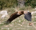 Griffon Vulture