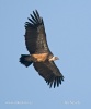 Griffon Vulture