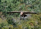 Griffon Vulture