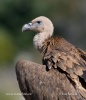 Griffon Vulture