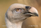 Griffon Vulture