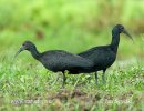 Groene ibis