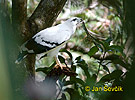 Grote bonte buizerd