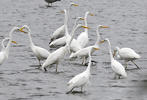 Grote zilverreiger