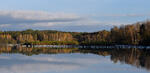 Grote zilverreiger