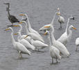 Grote zilverreiger