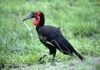 Ground Hornbill