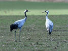 Grulla común