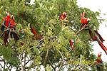 Guacamai roig d'ales grogues