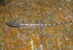 Guantanamo Anole