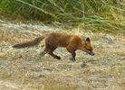 Guineu roja