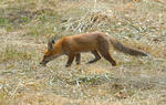 Guineu roja