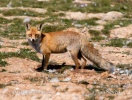 Guineu roja