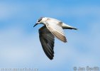 Gull-billed Tern