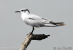 Gull-billed Tern