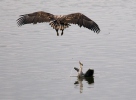 Haliaeetus albicilla Ardea cinerea