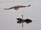 Haliaeetus albicilla Ardea cinerea