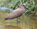 Hammerkop