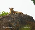 Harimau Bintang