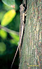 Harlequin Iguana