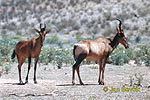 Hartebeest