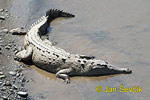 Hegyesorrú krokodil