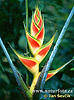 Heliconia