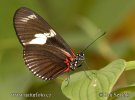 Heliconius doris