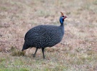 Helmeted Guineafowl