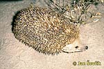Hemiechinus auritus